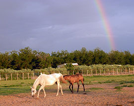 Early Morning Rainbow